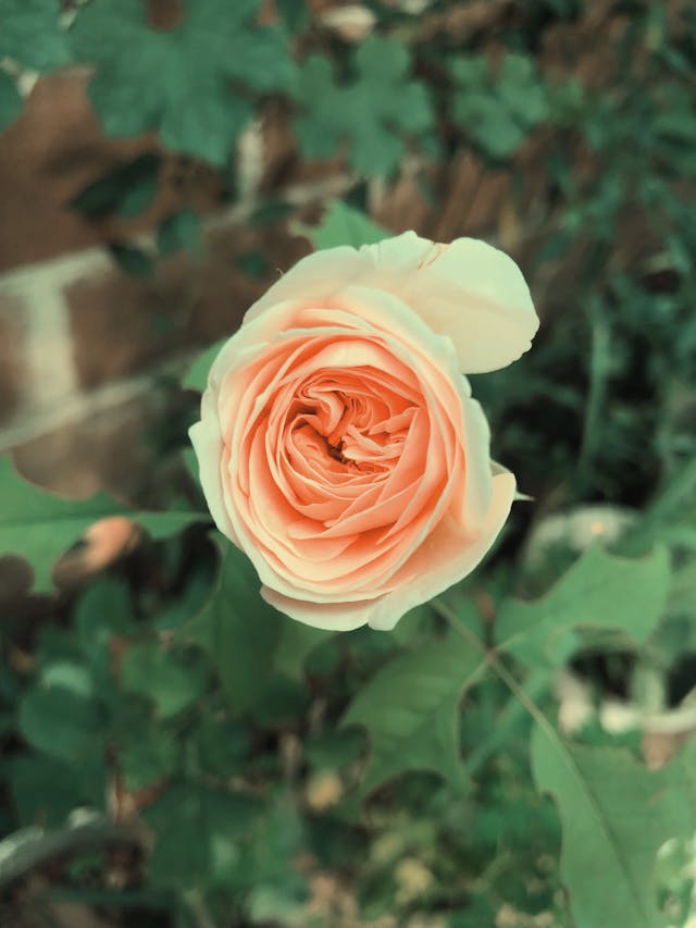 Peach rose used in the order of roses page